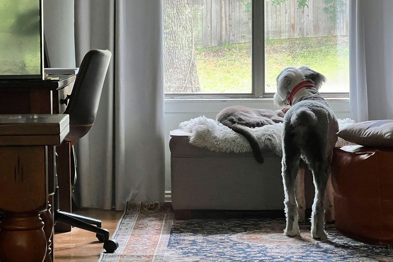 Un perro mira por la ventana desde un sofá.