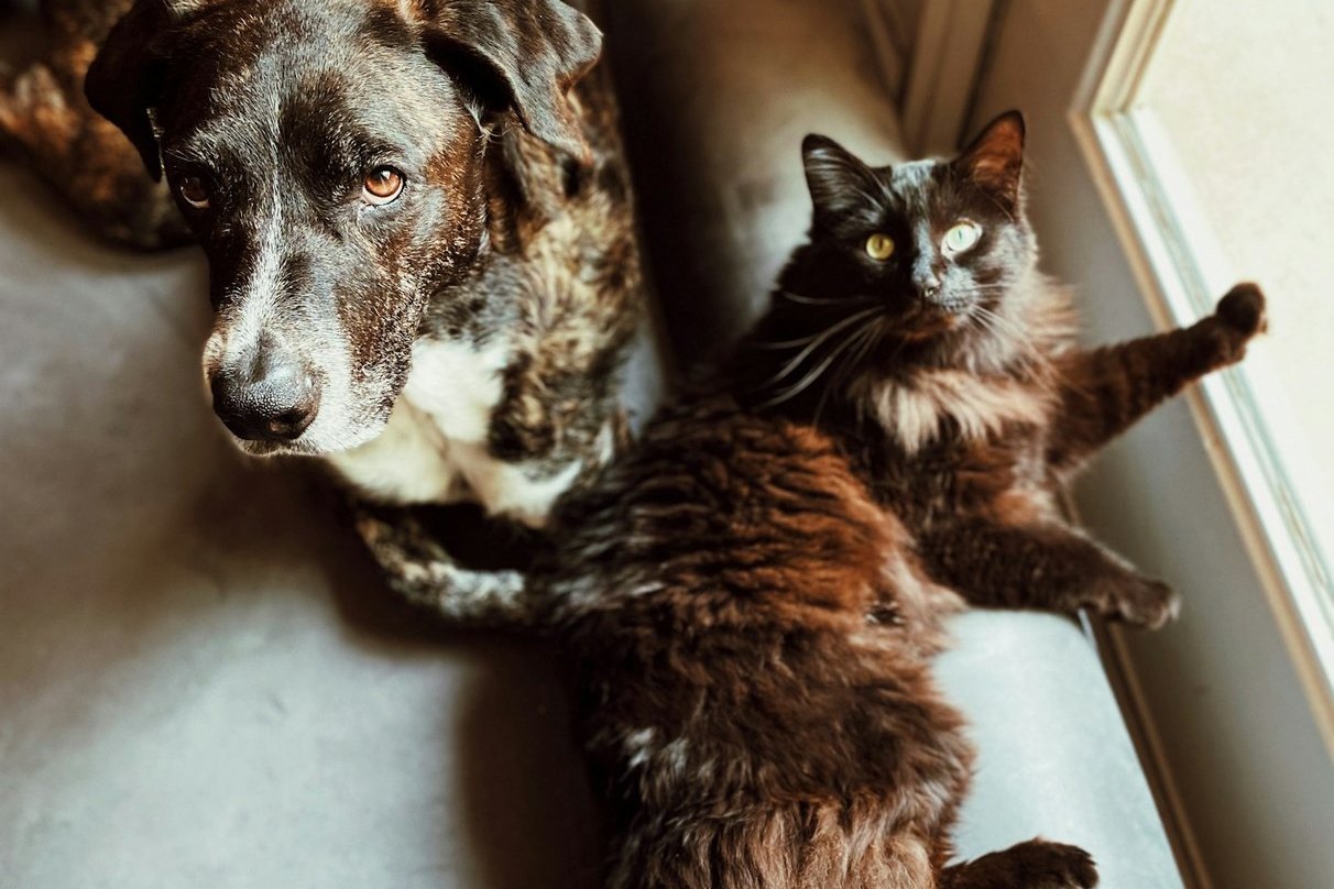 Un perro y un gato comparten una silla junto a una ventana.