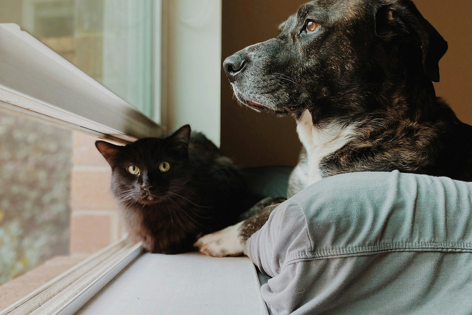 Un perro y un gato descansan junto a una ventana.