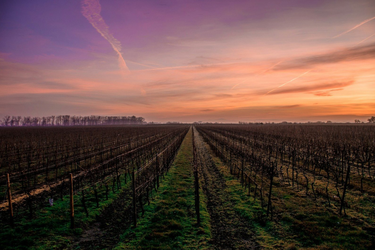 Filas de viñas iluminadas por el sol bajo un cielo de atardecer.